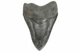 Bargain, Fossil Megalodon Tooth - South Carolina #186657-1